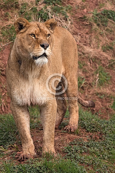 African Lioness Standing Full Body