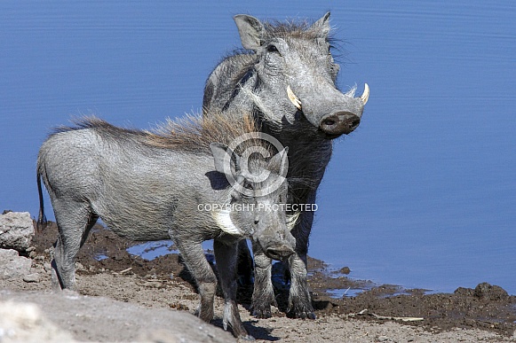 Warthogs at a waterhole - Namibia
