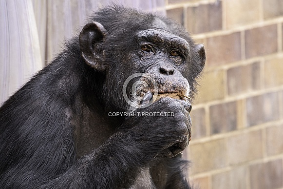 Chimpanzee Eating Looking At Camera