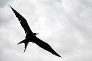 Frigatebird - Fregata magnificens solihouette