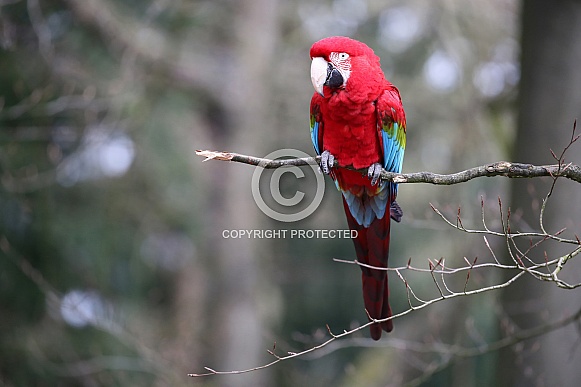 Red and green Macaw ( (Ara chloropterus)