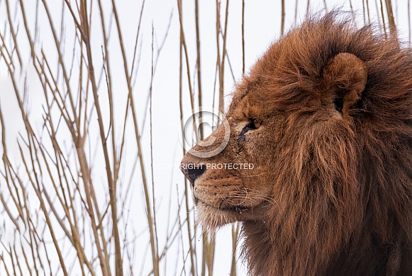 African Lion Side Profile In Wind