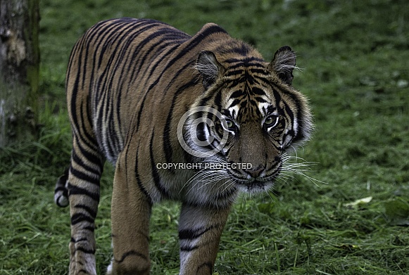 Sumatran Tiger Facing Forward