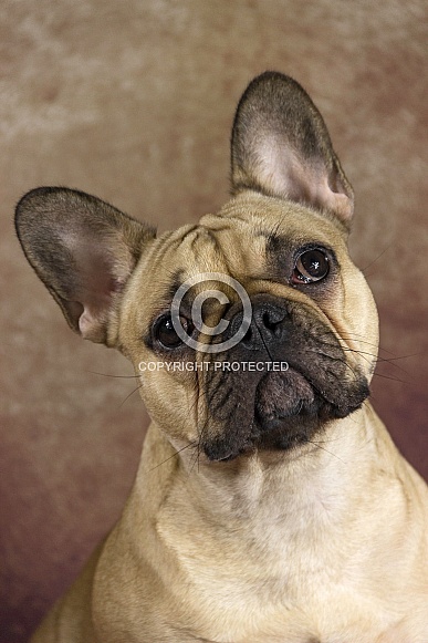 Fawn French Bulldog Portrait Shot