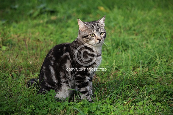 Tabby Cat In Grass