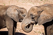 African elephants bonding