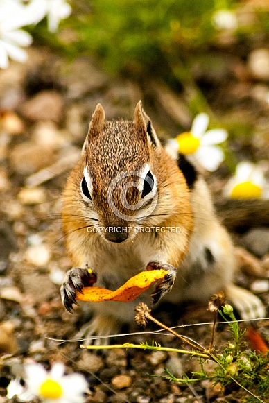 Golden-Mantled Ground Squirrel (wild)
