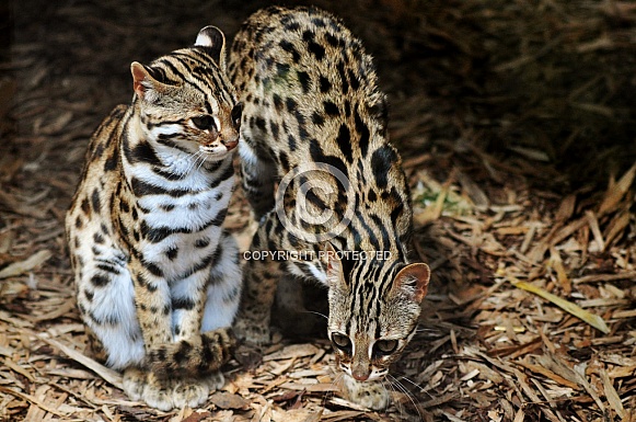 Leopard Cat (Prionailurus bengalensis)