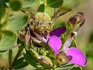 Male carpenter Bee on flower