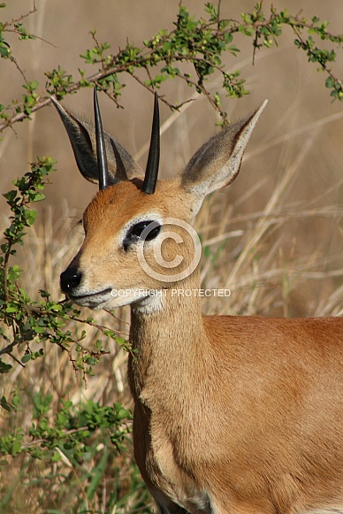 African Steenbok Portrait