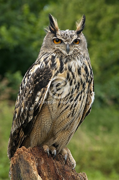 European Eagle Owl - Scotland