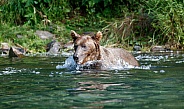 Alaskan brown bear swimming
