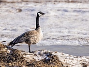 Canada Goose Standing on the Field