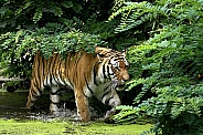 Amur (Siberian)Tiger