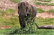 African Elephant Eating