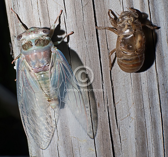 Freshly emerged cicada (Magicicada spp.) in florida