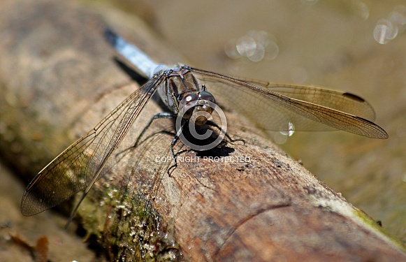 Blue skimmer dragonfly