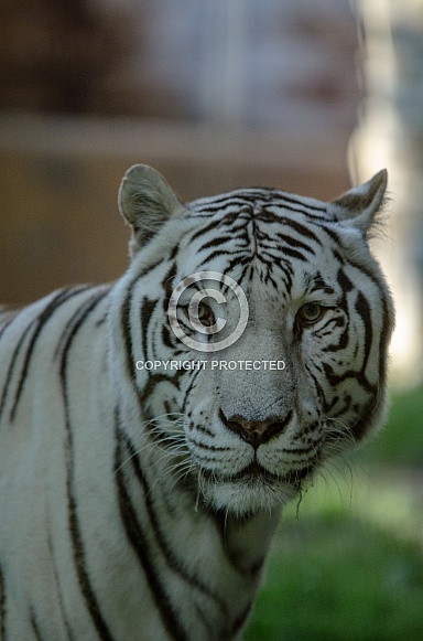 white Tiger
