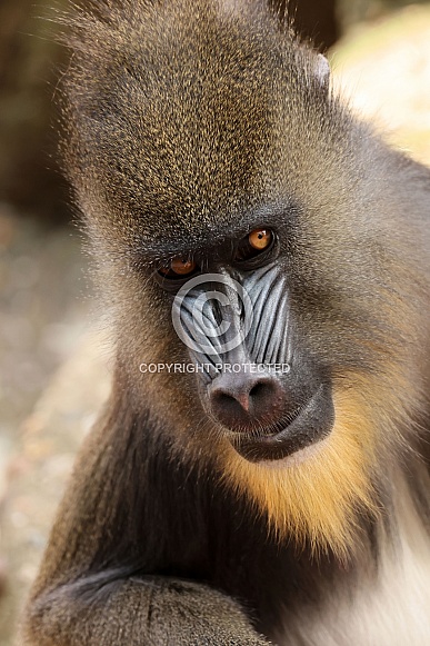 Crested macaque (Macaca Nigra)