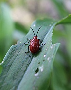 Red Lily Leaf Beetle