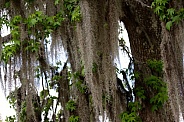 Spanish Moss drapes a Sweetgum Tree