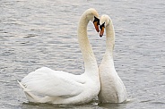 Swans Performing Courtship Ritual