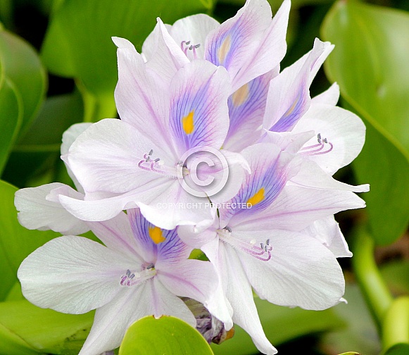 Water Hyacinth flowers (Pond flowers)