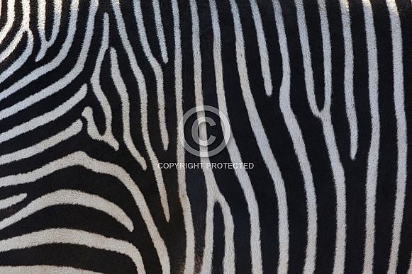 The stripes of a Zebra