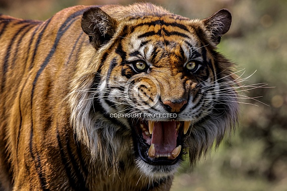 Sumatran Tiger--Snarly Face