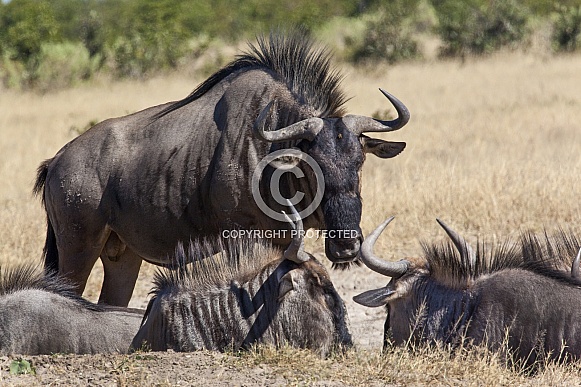 Wildebeest - Savuti region of Botswana