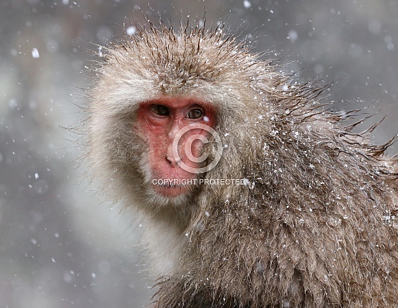 Snow monkey (Japanese Macaque)