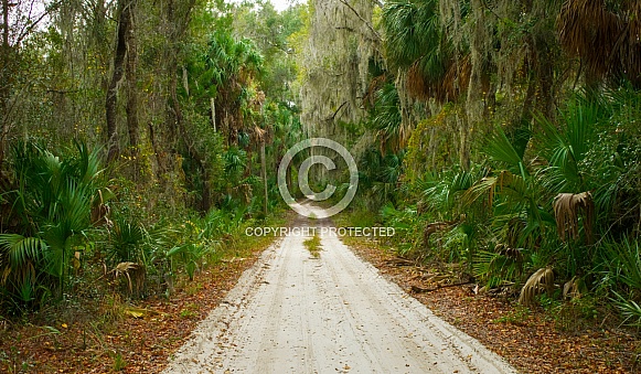 Rugged dirt sand path passing through remote peaceful quiet natural habitat in old southern rural hidden North Florida.  State tree sabal palm with live oak and spanish moss completely covering road