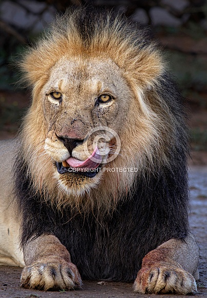 Male lion licking his lips
