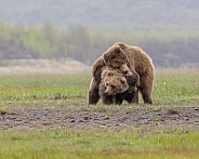 Juvenile Alaska Peninsula Brown Bear or Coastal Brown Bear