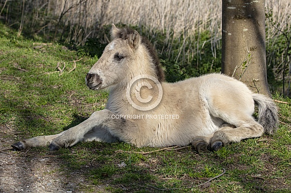 Konik horse (Equus ferus caballus)