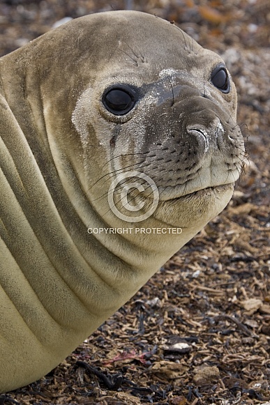 Southern Elephant Seal - Falkland Islands