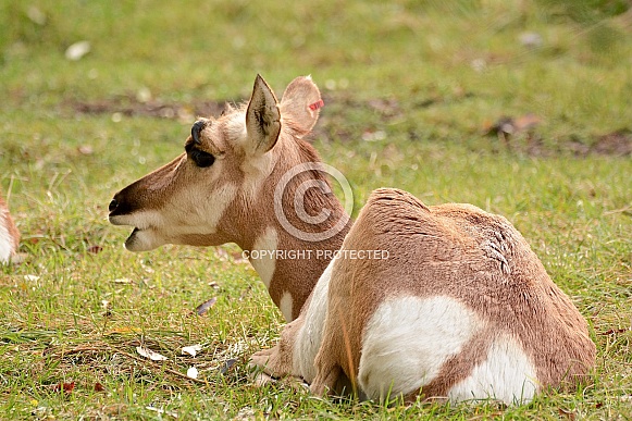 Prong Horn Antelope