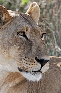 Lioness (Panthera leo) Botswana