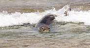 Hawaiian Monk Seal