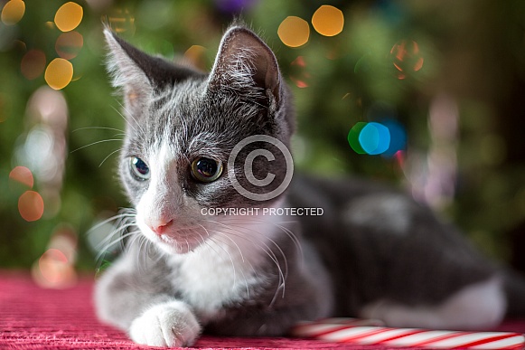 Gray and White Christmas kitten