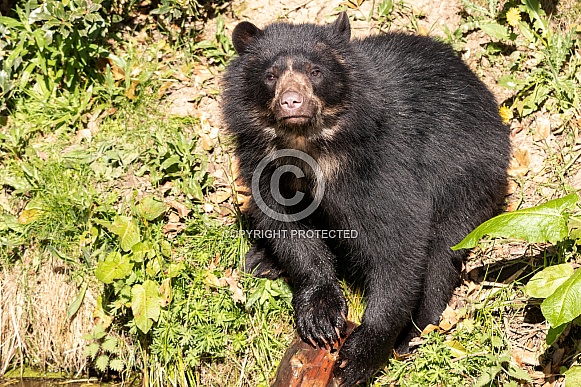 Andean Bear Full Body