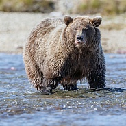 Grizzly Bear at Alaska