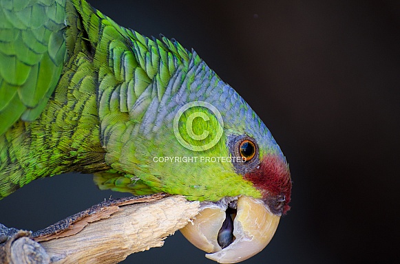 Lilac-crowned Amazon Parrot