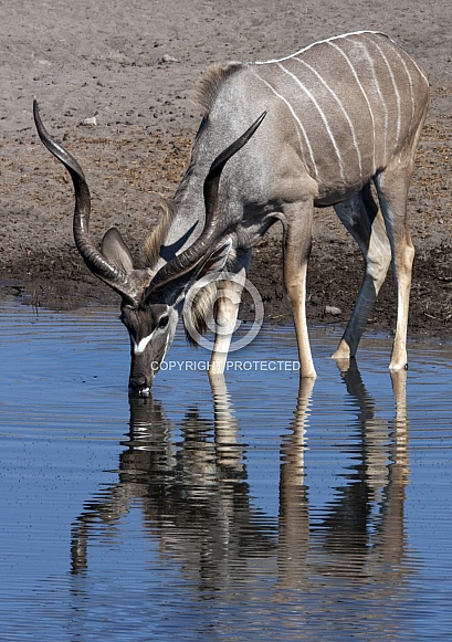 Kudu - Etosha National Park - Namibia