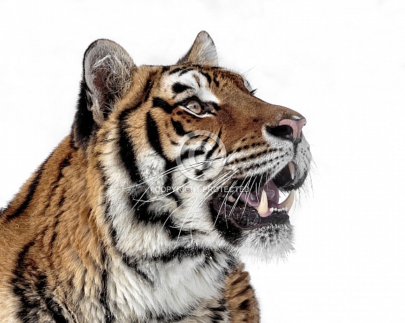 Siberian Tiger-Anticipation