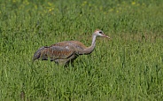Juvenile Sandhill Crane Standing, Walking