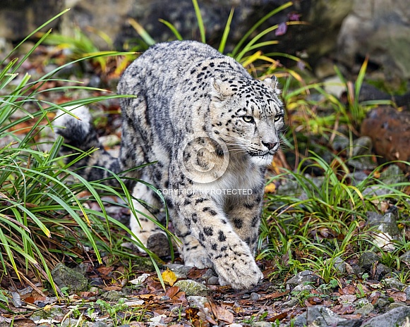Snow Leopard walking