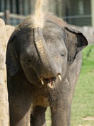 Asian Elephant Dust Bath