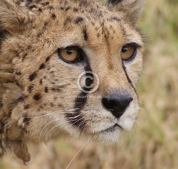 Cheetah Wildlife Reference Photos for Artists