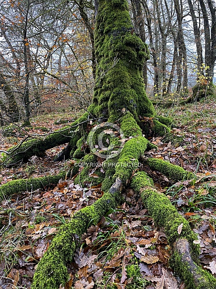 Moss covered tree roots